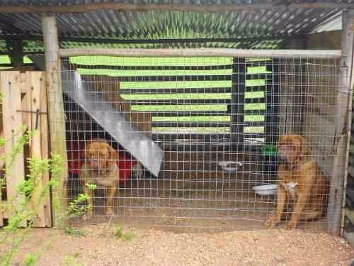 Imagen 6 de 10 de Pensionado Hotel Guarderia Para Perros