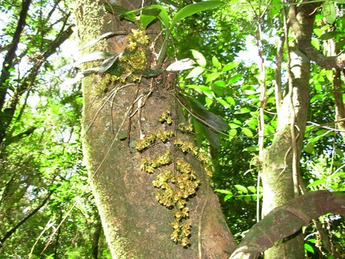 Orquidea Oncidium Fimbriatum (Usado)