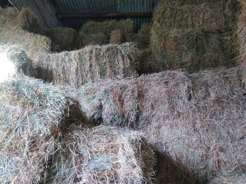 Imagen 1 de 5 de Fardos Alfalfa Mesclas Cuadrados