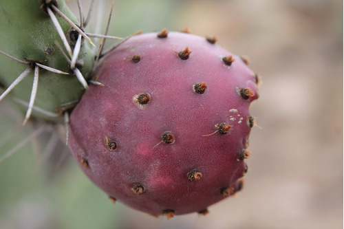 20 Semillas De Opuntia Joconostle - Xoconostle $50 Cod. 1395