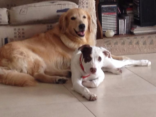 Imagen 1 de 10 de Adiestramiento Canino Presencial Y Online!!!!