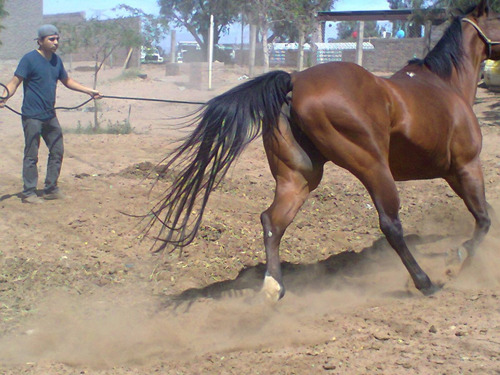 Yegua 1/4 De Milla $21,000 Colorada Con Rienda. (Usado)