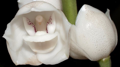 10 Sementes Orquídea Peristeria Elata Pombinha Da Paz | MercadoLivre