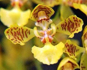 Orquidea Oncidium Fimbriatum (Usado)
