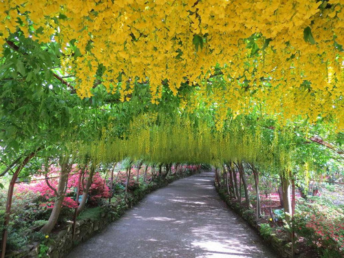 Chuva De Ouro Golden Tree Cassia Sementes Para Mudas