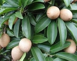 Arbol De Chicozapote Injerto Pregunte Costo De Envio