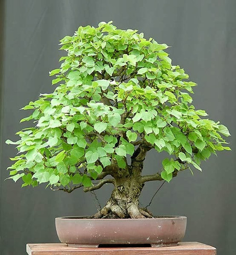 Tilia - Árvore - Chá - Bonsai - Sementes Para Mudas