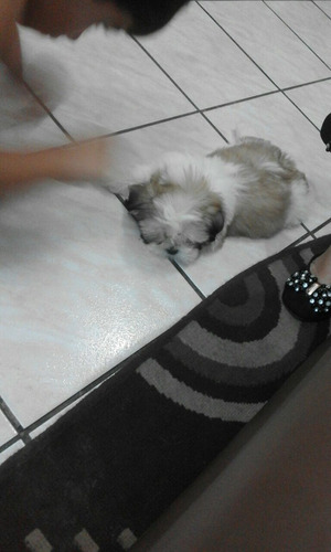 Filhote Shih Tzu
