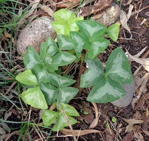 5 Bulbos De Oxalis Triangularis