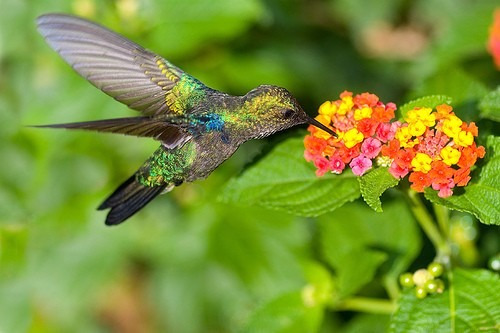 50 Sementes De Flor Lantana Câmara Sortidas / Cambará