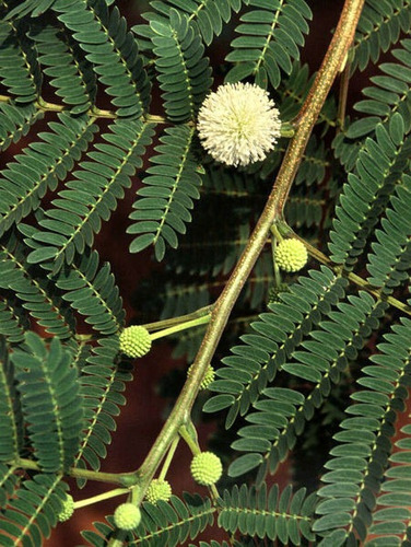 1 Lb Semillas Arbol Guaje - Leucaena Leucocephala Cunninghan