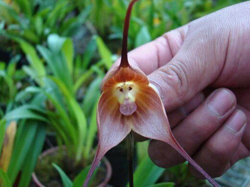 Flor Cara De Mono Orquideas