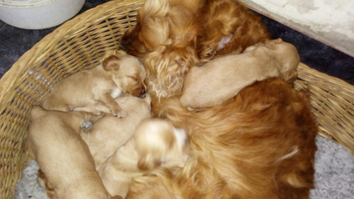 Cachorros Cocker Dorados Seña