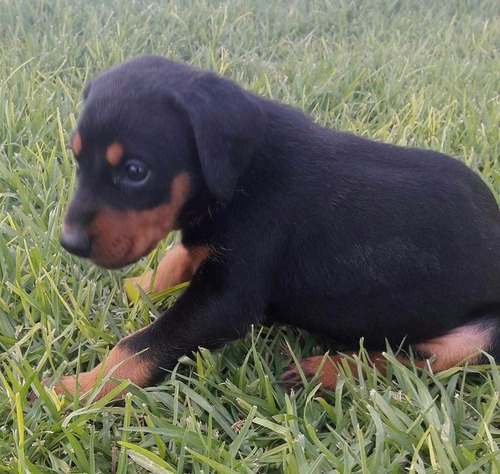 Preciosos Cachorros Doberman Sepia Y Golondrinos