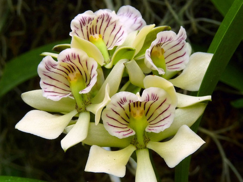 Venta De Orquídeas Prostechea Radiata