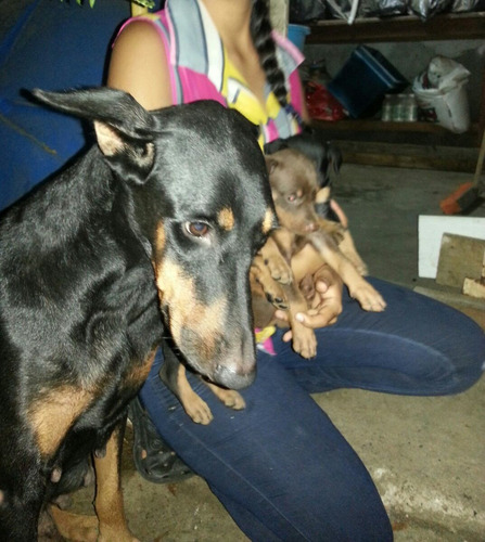 Cachorros Doberman  Grande (siempre Fiel) Todo Un Guardian.