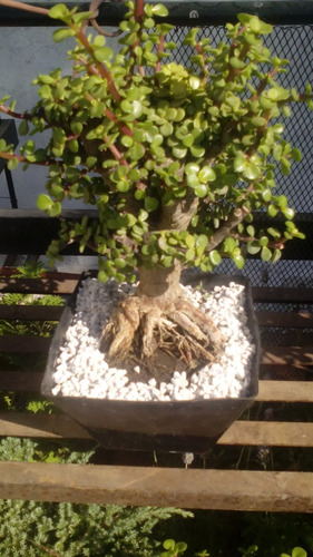 Bonsai De Arbol De La Abundancia E Hynoki