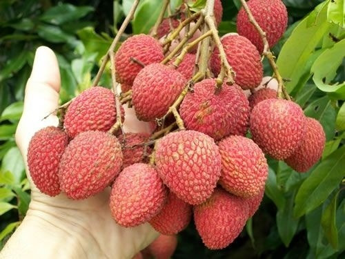 Imagem 1 de 4 de Muda De Lichia De Alporquia Com 80 Cm + Brinde