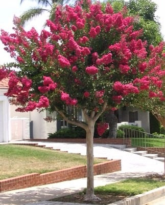 Lagerstroemia Indica E15 -crespón- Arbol De Jupiter. Envíos.