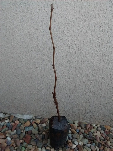 Imagem 3 de 4 de Uva Pinot Noir Muda Já Produz Com 80 Cm + Brinde
