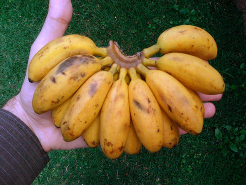 Banana Oro Orito Plantines De Frutales  Maceta Tropicales