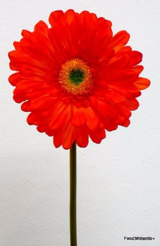 Flores Artificiales- Gerbera Roja