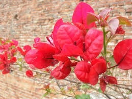 Santa Rita O Boungavilla Roja O Fucsia