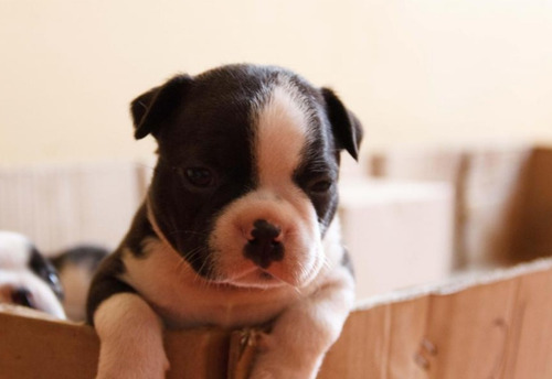 Criadero Imperial Pets Boston Terrier Medellín