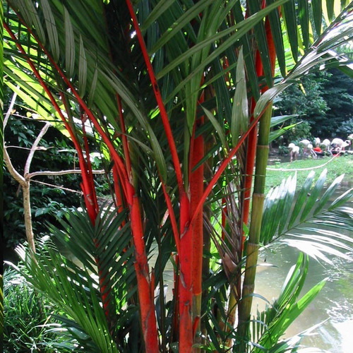 Planta, Mata, Jardin, Palma Tallo Rojo / Cyrtostachis Renda