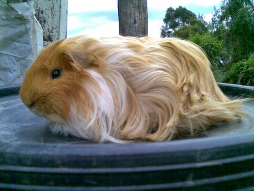 Cobayos Sheltie