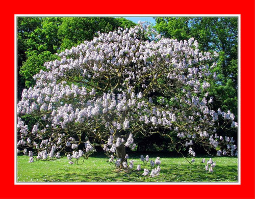 Imagem 2 de 7 de 300 Sementes Frescas Kiri Paulownia Tomentosa Princess Tree