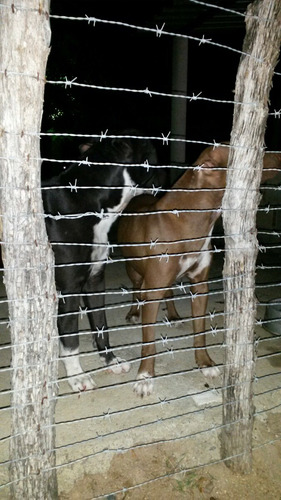 American Pit Bull Terrier