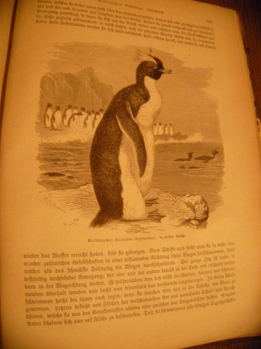 Brehm,die Vögel (dritter Band: Sdiarrvögel,1882 (Usado)