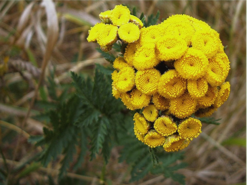 30 Sementes De Catinga De Mulata Tanaceto Tanacetum Vulgare