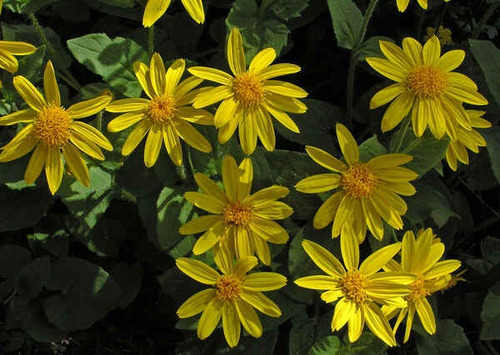 Arnica Ramos 100 Gr Ervas Secas Para Chá