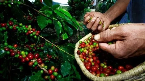 Jarabacoa Constanza Tenarez Finca Café 12,000 Tarea