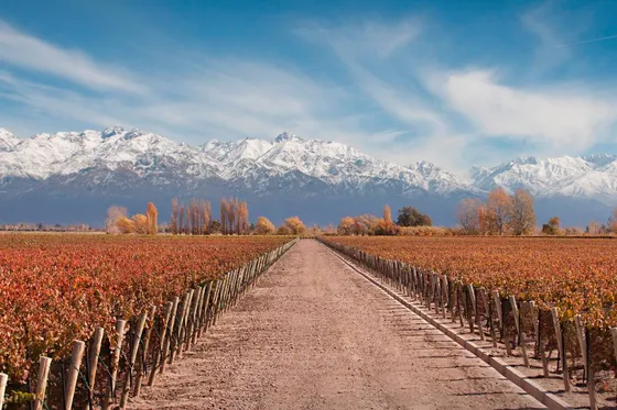 Finca Super Premium En Valle De Uco,  La Consulta. Mendoza