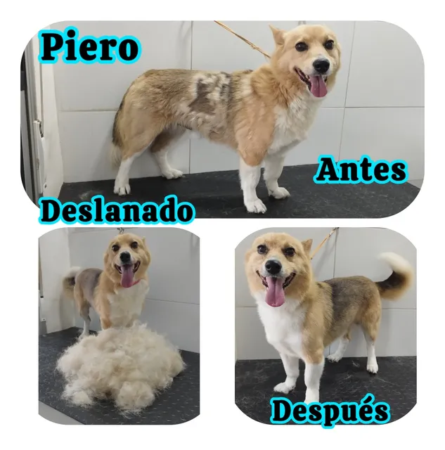 Servicio De Peluquería Canina En Belvedere-paso Molino