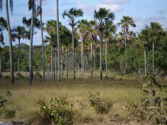 Fazenda  Em Minas Gerais Com 1.366,00 Hectares