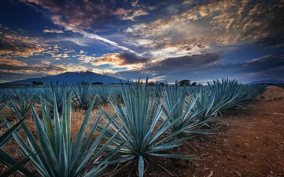 Terreno En Venta En Tequila, Jalisco