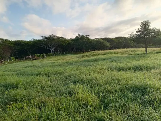 Ofrece En Venta: Finca En Araurima Cerca De Yaracalubicad