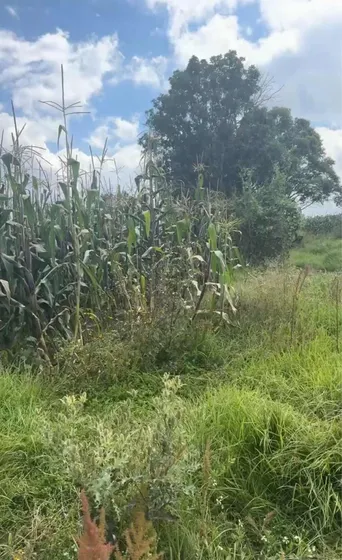 Terreno En Ocotepec Puebla