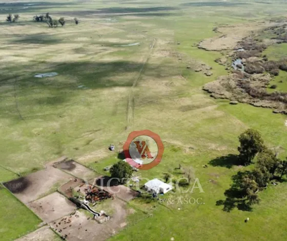 Gran Oportunidad En Rivera, Campo Ganadero-forestal, 1282 Has, Casa Principal, Capataz, Instalaciones De Trabajo Completas. Muy Buenas Aguadas.