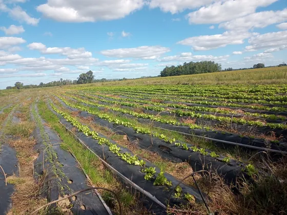 Campo Mixto 31,2 Hectáreas Venta General Rodriguez - Apto Loteo 