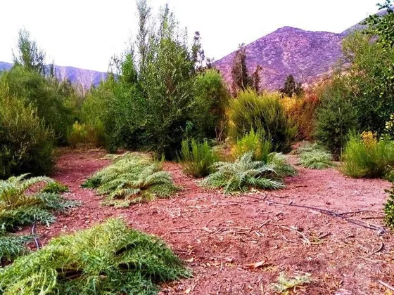 Cajón Del Maipo, El Manzano, Parcela 6ha En Carretera. 