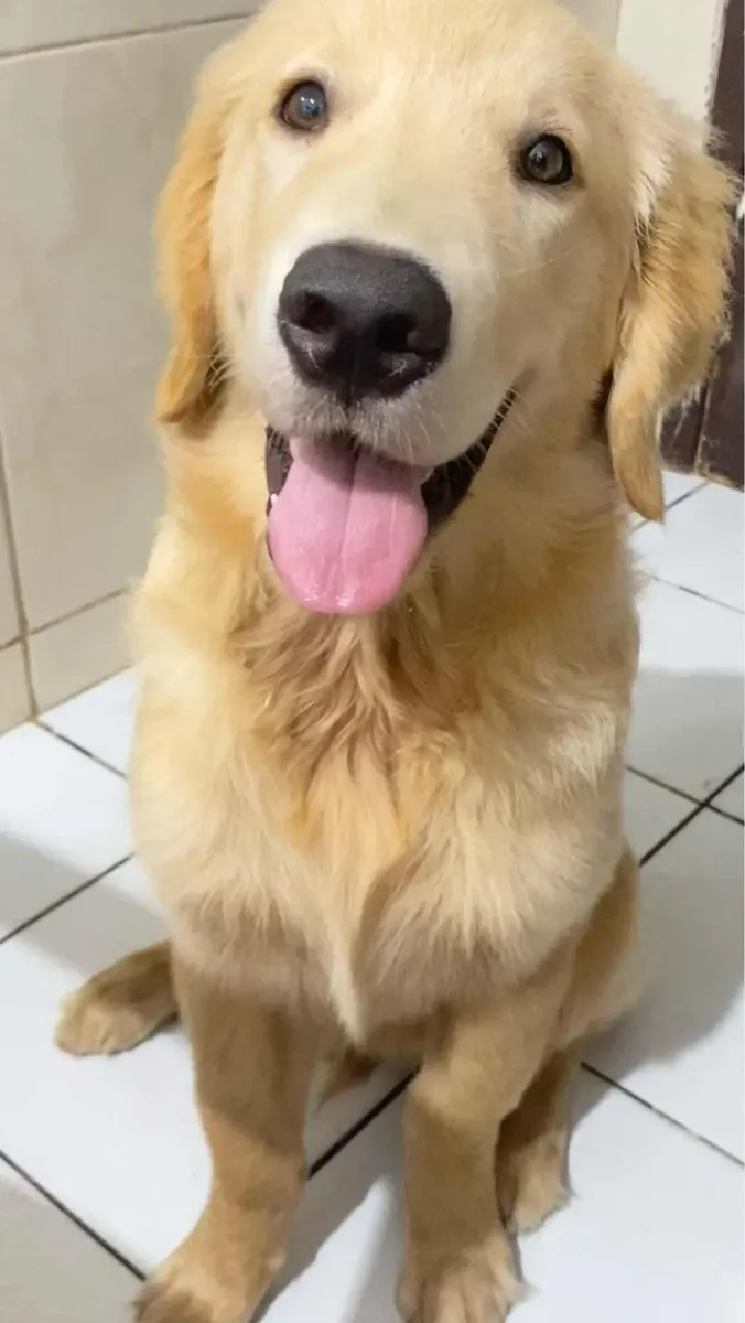 Golden Retriever401919652796846081