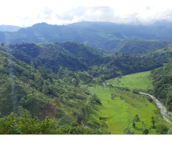 Se Vende Finca De 28 Cuadras En Salento