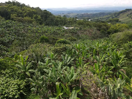 Finca En Buenavista Idea Para Proyecto De Hospedaje O Vivienda
