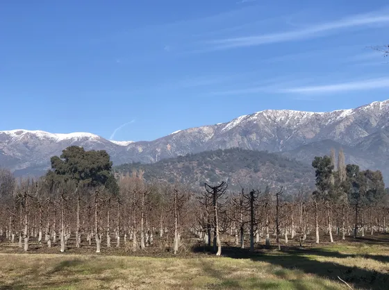 Gran Terreno En Pintué Con Plantación De Cerezos