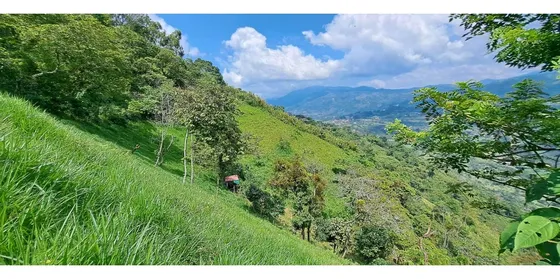 Vendo Casa Campestre En Amaga Camilo C